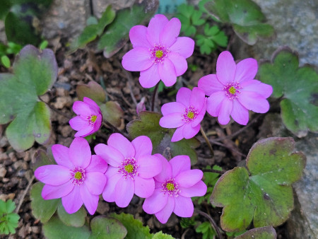 Hepatica x media ´Gewenna´